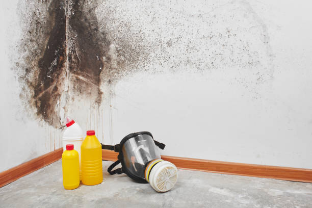 Best Toxic Mold Removal  in Durant, MS