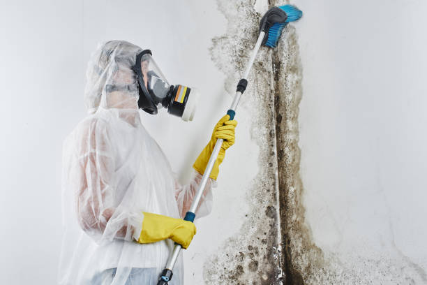 Best Mold Cleaning Services  in Durant, MS