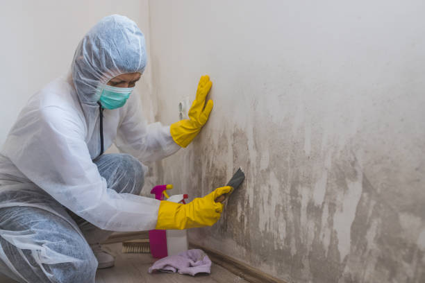 Best Toxic Mold Removal  in Durant, MS