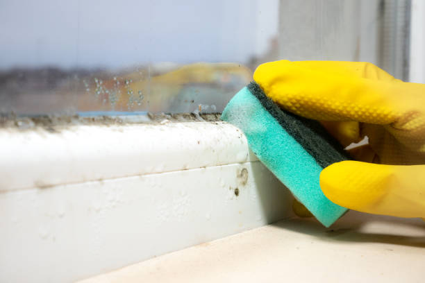 Best Office Mold Removal Services  in Durant, MS