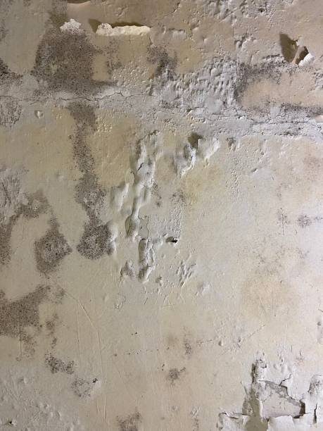 Best Residential Mold Removal  in Durant, MS