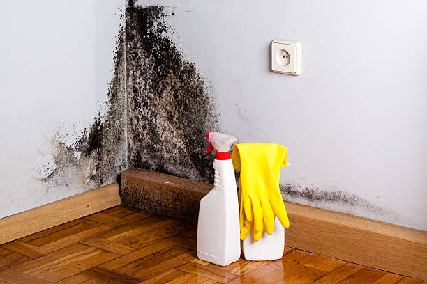 Best Commercial Mold Removal  in Durant, MS